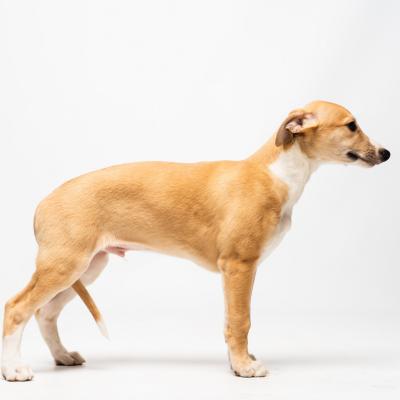 Duofantastico Whippet 2026 10