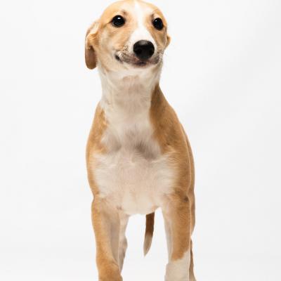 Duofantastico Whippet 2026 11