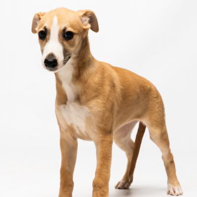 Duofantastico Whippet 2026 14