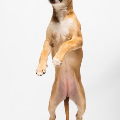 Duofantastico Whippet 2026 15