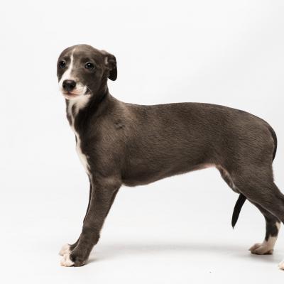 Duofantastico Whippet 2026 16