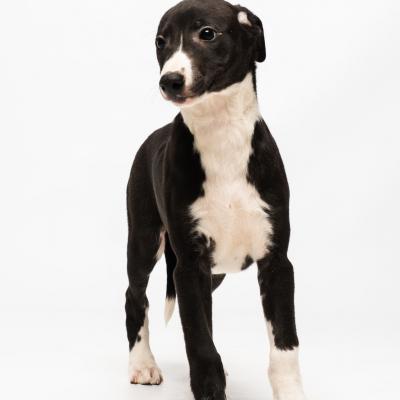 Duofantastico Whippet 2026 17